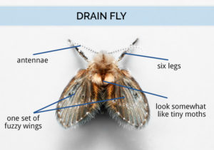 Drain fly body