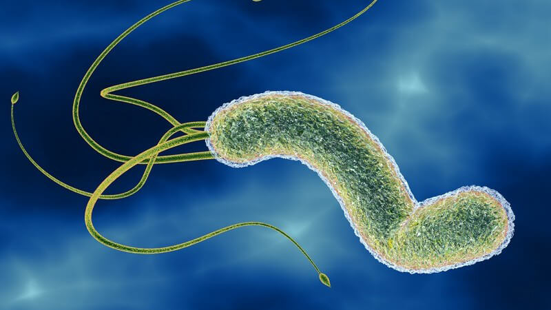 Helicobacter Pylori causing gastric and peptic ulcers